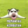 Filter sapi sion cow gerak 5