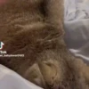 Милый движущийся кот GIF 6