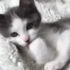🧡🐱Michitos randoms🐱🧡 11