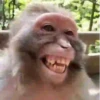 Reações de macaquinhos 🤣 8