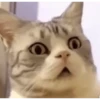 FoFuSpEtS 7