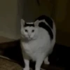Reacciones gatunas random🐈🐈‍⬛ 11