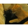 Gatitos - Amor 💕 13