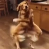 Animais Engraçados | Memes 🐾 8