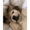Anjing lucu 10
