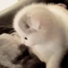 🧡🐱Michitos randoms🐱🧡 18