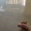 Милый движущийся кот GIF 16