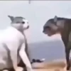 Animais Engraçados | Memes 🐾 18