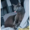 Full de gatos 😺 9