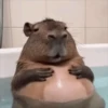 Reações animais  8