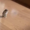 Hámster🐹⭐ 7