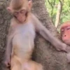 Monos changuitos 2 🦧🐒🦍 6