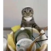 Memes De Gatos Animados 🗿 15