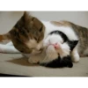 Gatitos - Amor 💕 10
