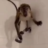 🐵 Monos Monitos Virales 🔥 8