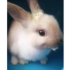 Conejo movido 6