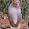 Monos changuitos 2 🦧🐒🦍 12
