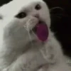 Gatos animados  6
