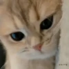 Animaizinhos fofos 7