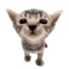 🐱🐾🐈 GATOS 🐈🐾🐱 30