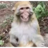 Macacos rindo 🙊🐵😂 11