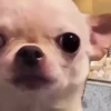 🐶 PERRITOS VIRALES 🐶 5