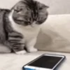 ✨️ Michis Animados Random 🐈🐈‍⬛ 8