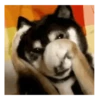 Dog/ Perro Reacciones 🐶🤪 5