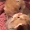 Random Reaction 6