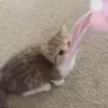 °     ❀   🦴    ⋆  💗      ࿔  8