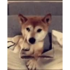 Anjing lucu 9