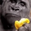 "Macaquin" boladão kkk 12