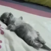 Gatinhos 14