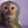 🐵 Monos Monitos Virales 🔥 14
