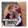 Monos | Monkey 🐵🍌 5