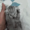 Gatos loucos 🐈 10