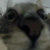 🐱 Fisheye-lens pets 13