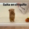 Iguana - Animales Bailando 🦎😎 14