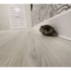 Funny Memes 🐾 12