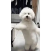 Sexy little dance 9