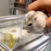Hámster🐹⭐ 12