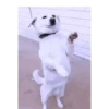 Perros 01mov 23