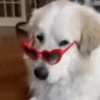 Funny Dogs🐾🐶 15