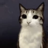 ᱙᱙   ˳   Meowl   ׅ   𐀴᷼𐀴 16