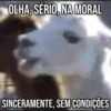 GIFs Pets Fofos Memes 2 🐾 9