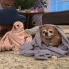 GIFs Bixins com Frio 🥶 5