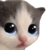 🐱🐾🐈 GATOS 🐈🐾🐱 15