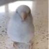Poyos Birds 3.0 🐣😍 15