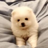 Anjing lucu 15