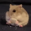 Hámster🐹⭐ 6